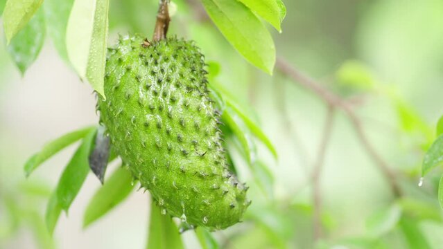 Ripening exotic and tropical soursop fruit, fibrous and nutritious