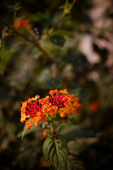 Country side orange flower with green background