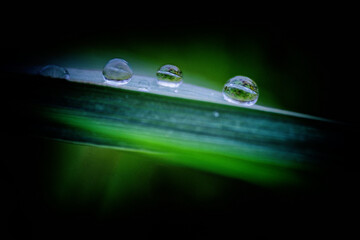  wassertropfen, makro, macro, blatt, tropfen, regen, gr&uuml;n, scharf, pflanze, tau, fr&uuml;hjahr, sommer, herbst, morgen, linse, close up, lupe, winter, morgentau, kondenzwasser, kondensieren, tropen, tropis
