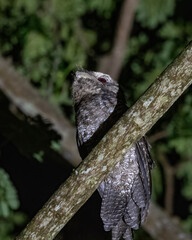 Papuan frogmouth or Podargus papuensis observed in Waigeo, West Papua, Indonesia