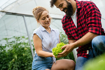 Obraz premium Farmer workers harvesting lettuce and vegetables from the greenhouse. Farm people lifestyle concept