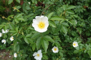 Opening white flowers of dog rose in mid May