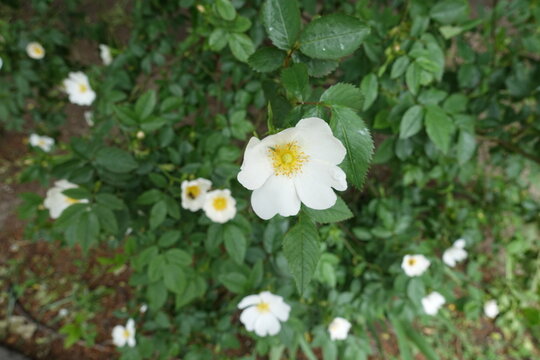 White flowers of dog rose in mid May