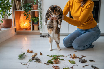 Tender caring pet lover showing to lazy uninterested cat natural objects, twigs brought from park,...