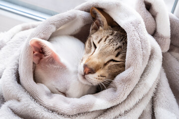 Cute oriental shorthair white cat and little tabby kitten hiding from the cold in a gray blanket.