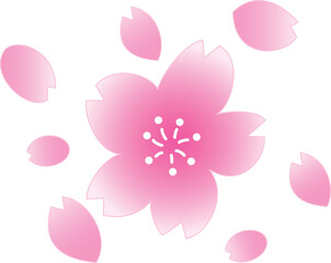 桜の花と花びら
