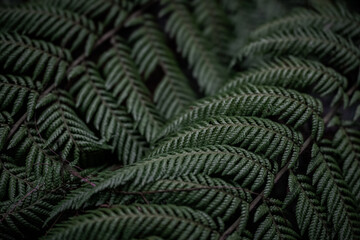 Fern from a Mexican rainforest