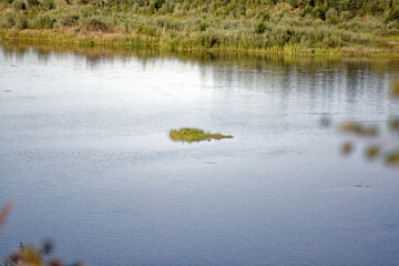 Forested river banks in summer