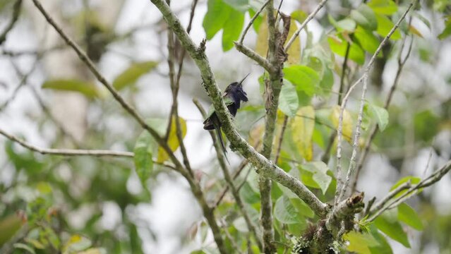 Purple-bearded bee-eater in forest canopy, wallace line rare fauna
