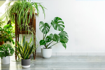 Indoor plants variety - sansevieria, monstera, chlorophytum in the room with light walls, indoor garden concept - obrazy, fototapety, plakaty