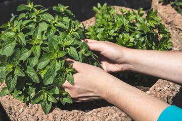 Fototapeta na wymiar Hands of a woman plant aromatic herbs in the garden, close up, home gardening as hobby and natural food concept