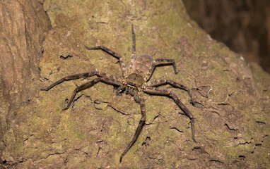 huntsman spider on a tree