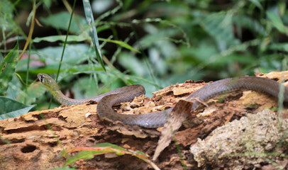red-necked keelback snake (rhabdophis siamensis)