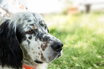 English setter dog close-up with copy space