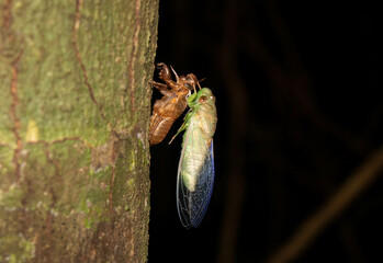 green cicada shedding shell, molting