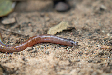 Miriam's legless skink (Brachymeles miriamae)