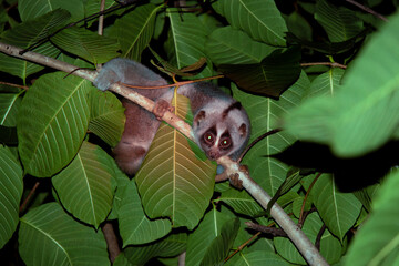 Bengal Slow Loris (Nycticebus bengalensis) in natural habitat