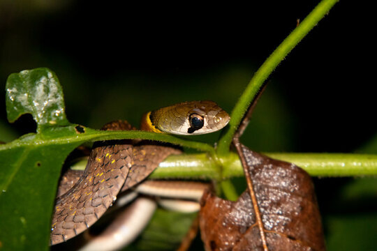 red-necked keelback snake (rhabdophis siamensis)