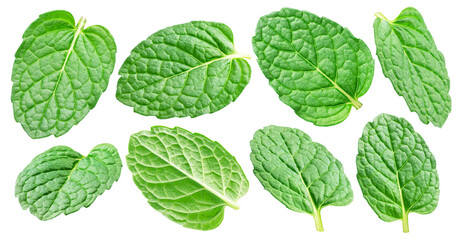 Collection of green fresh peppermint leaves or spearmint leaves on white background. Full depth of...