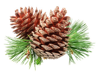 Conifer cone or fir cone with pine needles isolated on white background.