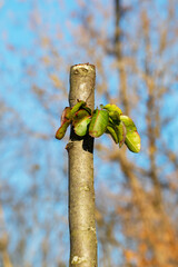 A vertical trunk or branch of a young tree is sawed off during garden pruning - obrazy, fototapety, plakaty