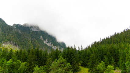 mountain view forest landscape Poland Zakopane © Андрей Трубицын