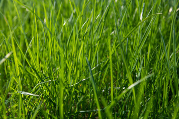 growing in a field of green grass in sunny spring weather