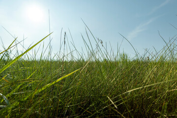 Fototapeta premium green grass illuminated by sunlight