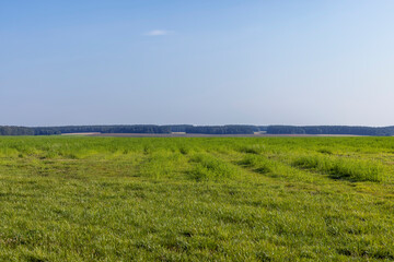 field with grass for harvesting fodder for cows