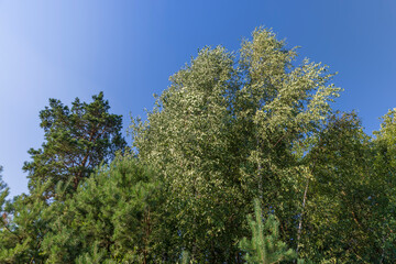 Tall pine tree in summer