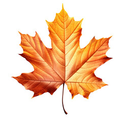 Obraz premium Autumn Leaf isolated on transparent background