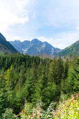 mountain view forest landscape Poland Zakopane