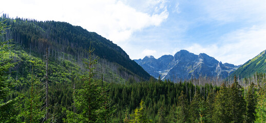 mountain view forest landscape Poland Zakopane