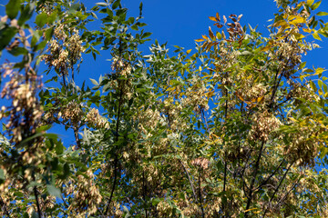ash tree in the autumn season with foliage changing color