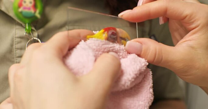 A doctor takes a swab from a parrot's inflamed eyelid at a veterinary clinic to make a diagnosis and prescribe treatment. The doctor carefully applies the glass to the parrot's eyelid. Parrot.