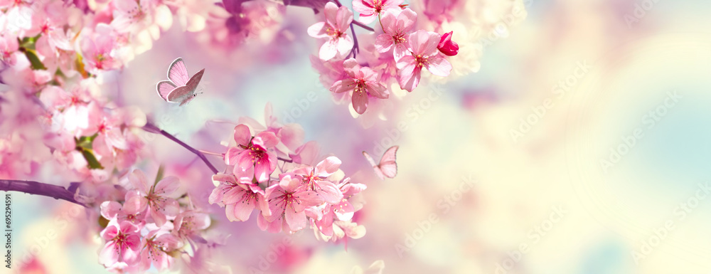 Poster branches of blossoming cherry against background of blue sky and fluttering butterflies in spring on