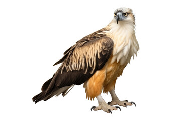 Philippine Eagle Isolated On Transparent Background