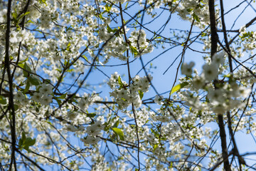 spring garden with cherry blossoms in sunny weather
