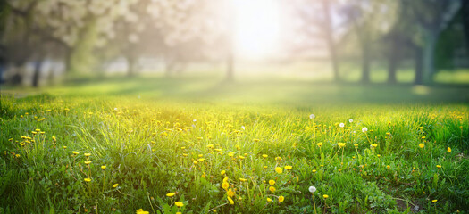 Beautiful spring natural background. Landscape with young lush green grass with blooming dandelions against the background of trees in the garden. - 695294745