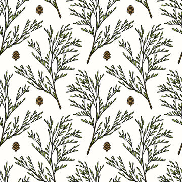 Vector seamless pattern with hand drawn cypress branches and cones. Beautiful design elements, ink drawing. Perfect for prints and patterns for Christmas or New Year holidays season.