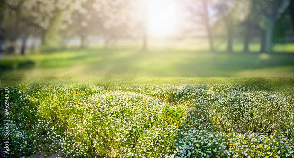Poster beautiful spring natural landscape. spring background image with blooming young lush grass in a clea