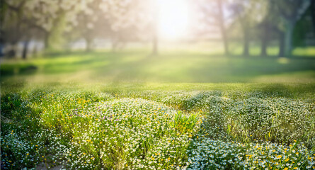 Beautiful spring natural landscape. Spring background image with blooming young lush grass in a clearing against a background of trees. - obrazy, fototapety, plakaty