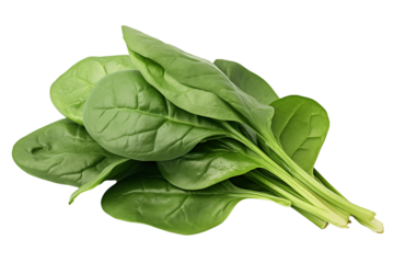 Bundle of fresh spinach