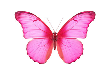 Pink Butterfly Isolated On Transparent Background