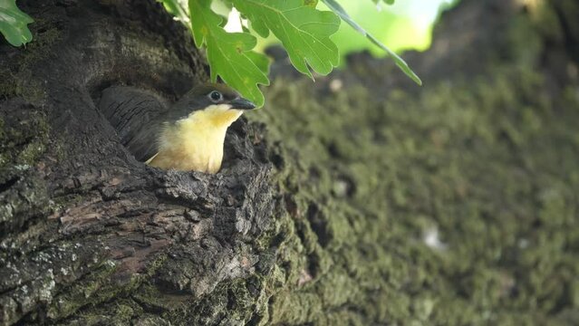 Greater honeyguide emerges from nest hole, cautious of world outside