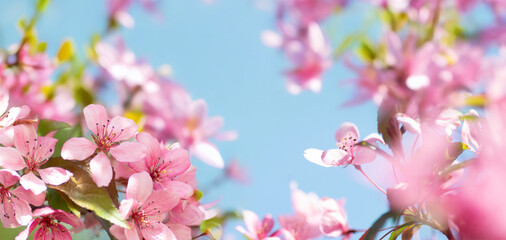 Beautiful spring natural floral background. Pink flowers of blooming sakura on a background of blue...