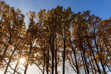 Obraz premium old huge oak with orange autumn foliage