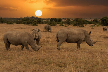 White Rhinoceros Ceratotherium simum Square-lipped Rhinoceros at Khama Rhino Sanctuary Kenya Africa.