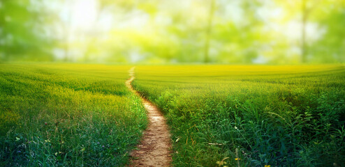 Scenic winding path through a field of green grass in the morning. Beautiful natural image. - obrazy, fototapety, plakaty
