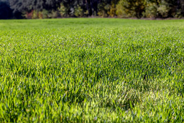 Green grass with a lot of damage and defects